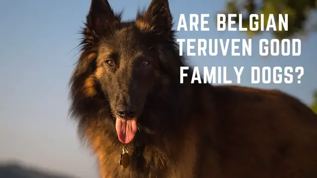 'Video thumbnail for Belgian Teruvens. Are Belgian Teruven Good Family Dogs?'