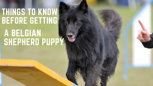 'Video thumbnail for Belgian Shepherd Puppy, Things to know before getting a Belgian Shepherd Puppy'