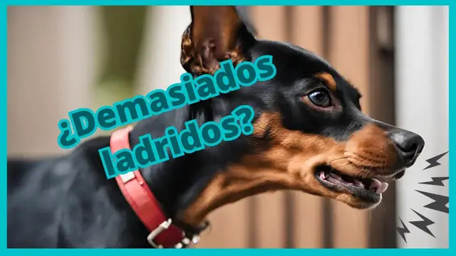 'Video thumbnail for 🐕 5 Consejos para evitar LADRIDOS del Pinscher   ❤️'