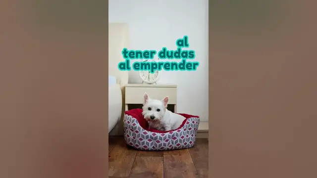 'Video thumbnail for 🐕¿Estás empezando con camas para perros y tienes dudas?  #negociodesdecasa'