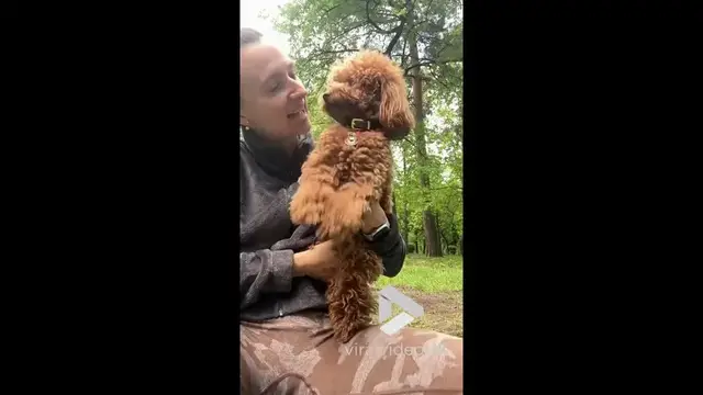 'Video thumbnail for VV4953 Miniature Poodle dancing with owner'