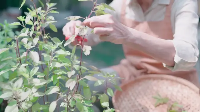 'Video thumbnail for Tips for Growing Basil'