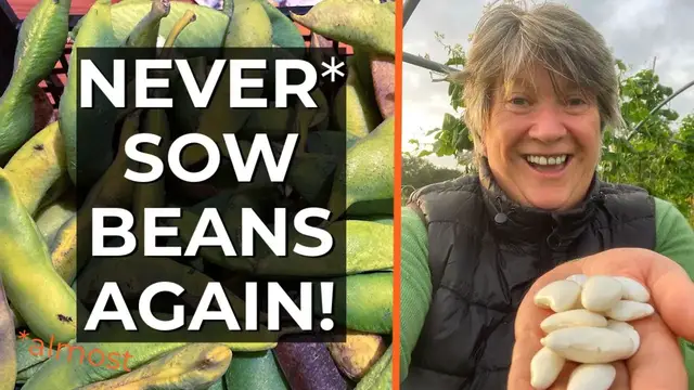 'Video thumbnail for How to Grow Beans Year After Year | Perennial Runner Beans'