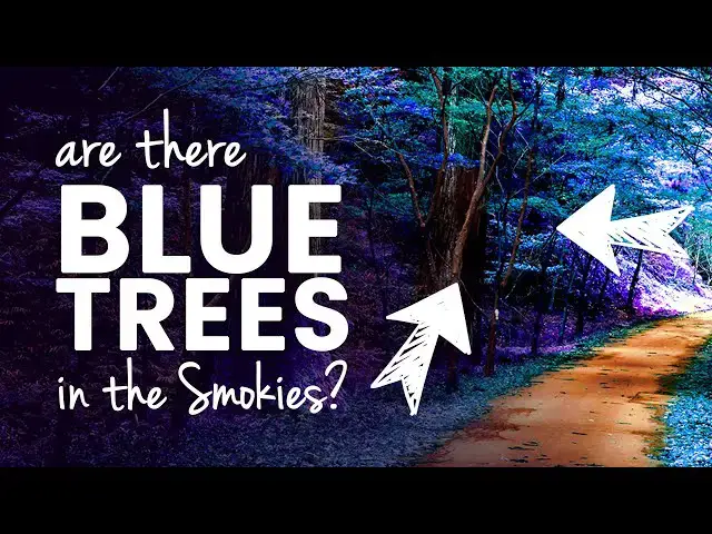 'Video thumbnail for Blue tree path Smoky Mountains: Are there really blue trees in the Smokies?'