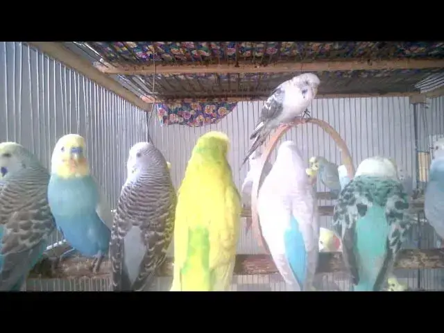'Video thumbnail for Wellensittich Singen Wer ist der beste Sänger 🐦🏆'