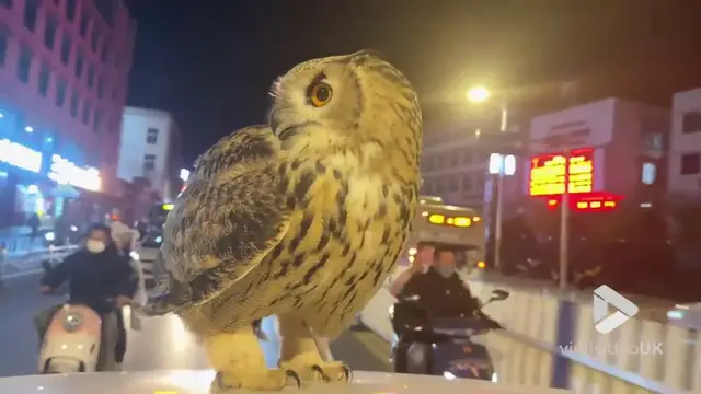 'Video thumbnail for VV4943 Owl captured sitting on car roof top'