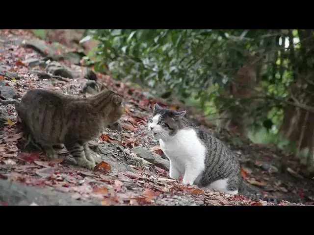'Video thumbnail for Top 5 Cat'