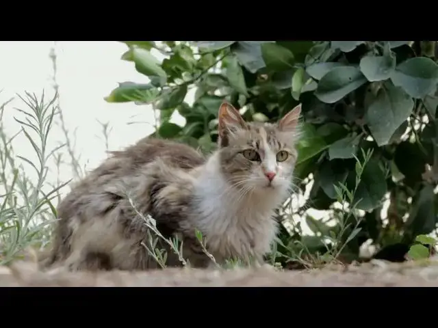 'Video thumbnail for how to tell if your cat loves you'