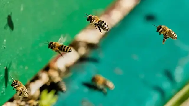'Video thumbnail for World Bee Day: bees under threat, but solutions exist, report finds'