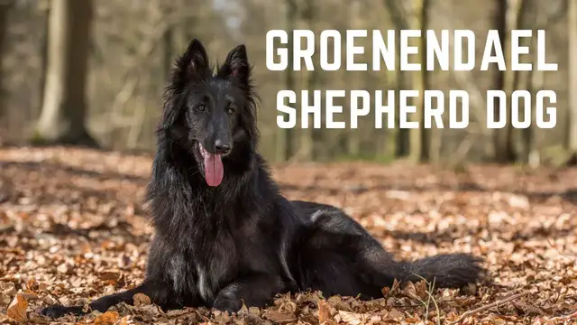 'Video thumbnail for Groenendael Shepherd dogs. The Groenendael Belgian Shepherd History, Appearance, and health.'
