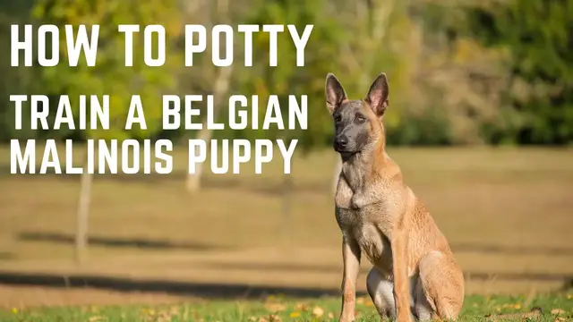 'Video thumbnail for Belgian Malinois Puppy, How to potty train a Belgian Malinois Puppy'
