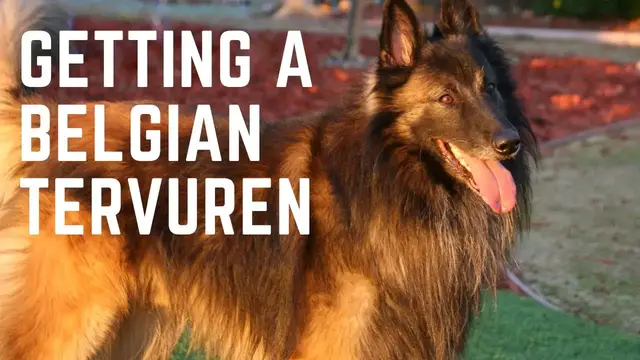 'Video thumbnail for Getting a Belgian Tervuren.Things to consider before getting a Belgian Tervuren'
