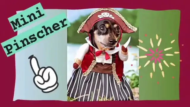 'Video thumbnail for Todo sobre los mini pinscher 🐶🐶'