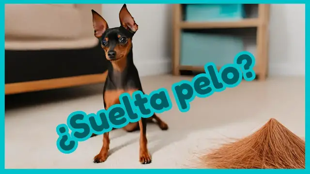 'Video thumbnail for 🐕¿El Mini Pincher SUELTA PELO?  ❤️'