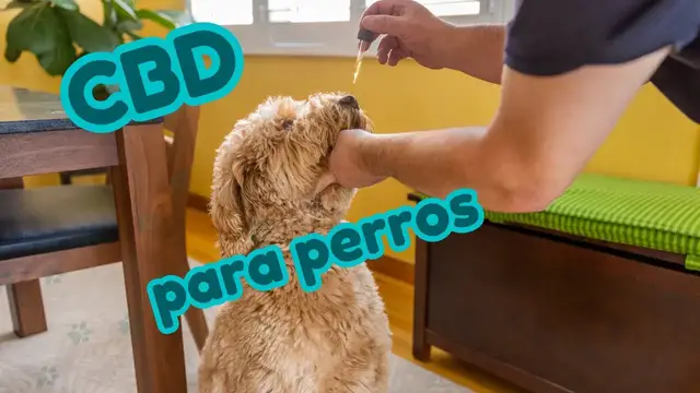'Video thumbnail for 🐕 Tratar la ansiedad de tu PINSCHER con CBD para perros  ❤️'