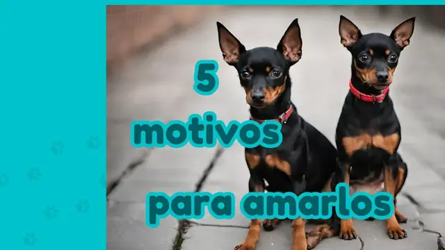 'Video thumbnail for 🐕 5 motivos por los que AMARÁS al MINI PINCHER   ❤️'