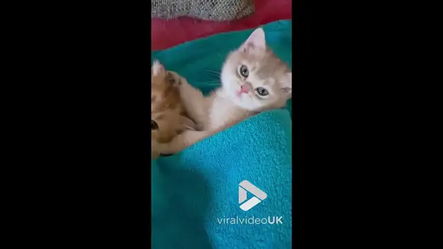 'Video thumbnail for VV4966 British Golden Chinchilla kittens lying in a bed'