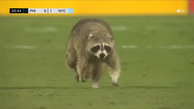 'Video thumbnail for stream punk soccer: raccoon stops play in philadelphia union vs nycfc!'