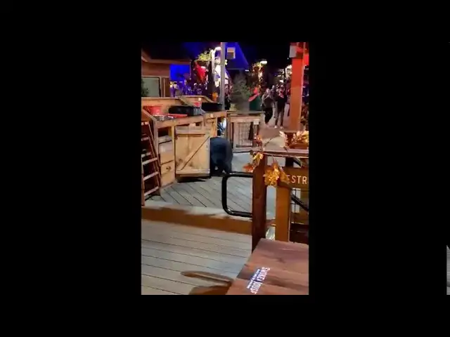 'Video thumbnail for A black bear surprises guests at Anakeesta in Gatlinburg, Tenn.'
