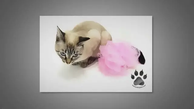 'Video thumbnail for How to Bathe a Siamese Cat (and Survive): 9 Dos & Don'ts'