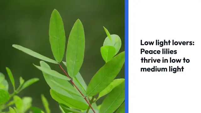 'Video thumbnail for Top Air Purifying Plants'