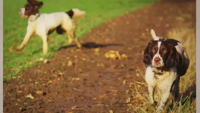 'Video thumbnail for A Comprehensive Guide: Springer Spaniel Exercise Tips'