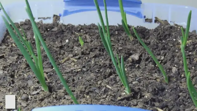'Video thumbnail for Grow Onions from Sprouted Onions: A Simple Gardening Hack'