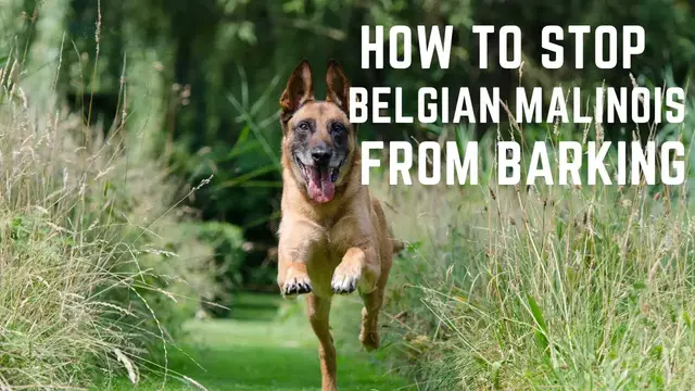 'Video thumbnail for Belgian Malinois barking, How to stop Belgian Malinois from barking'