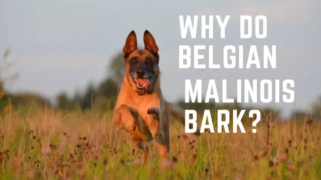 'Video thumbnail for Belgian Malinois barking, Why Do Belgian Malinois Bark a lot?'