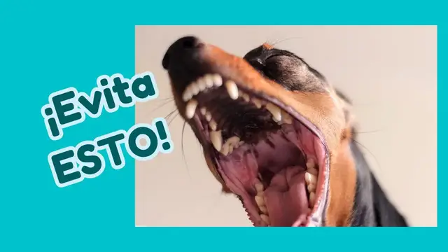 'Video thumbnail for 🐕5 cosas que odia el pinscher miniatura   ❤️'