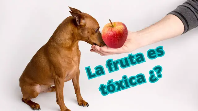 'Video thumbnail for 🐕¿Qué frutas puede comer el pinscher?'