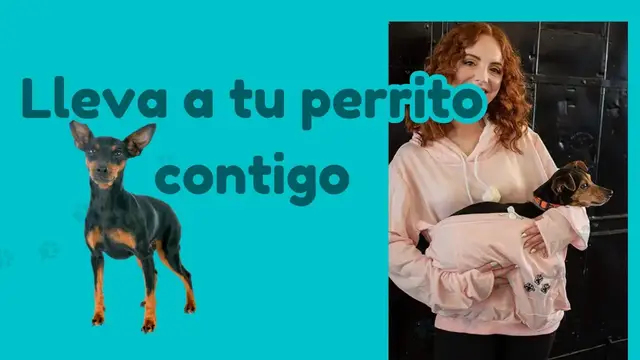 'Video thumbnail for Sudadera para llevar perro🐕'