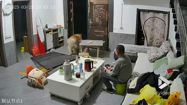'Video thumbnail for VV4939 Malamute mistakenly wrecks door in home'