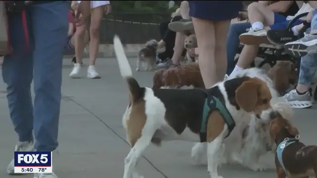 'Video thumbnail for Survey finds pets play life-saving role for humans'