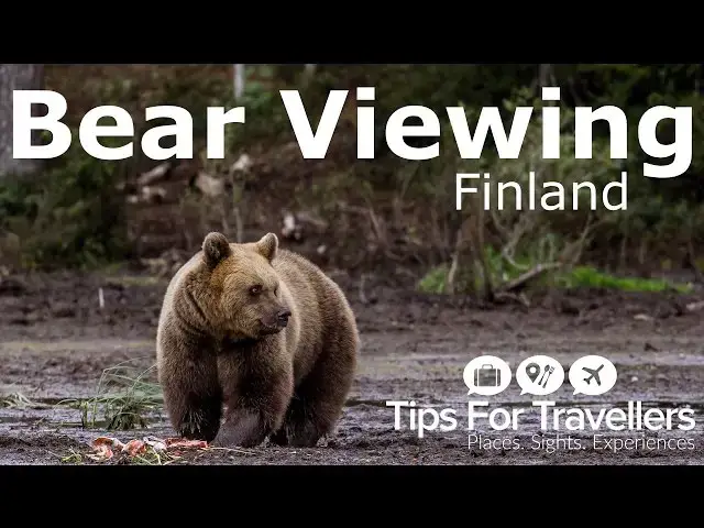 'Video thumbnail for See why Bear Watching in Finland is totally incredible, and something you have to do..'
