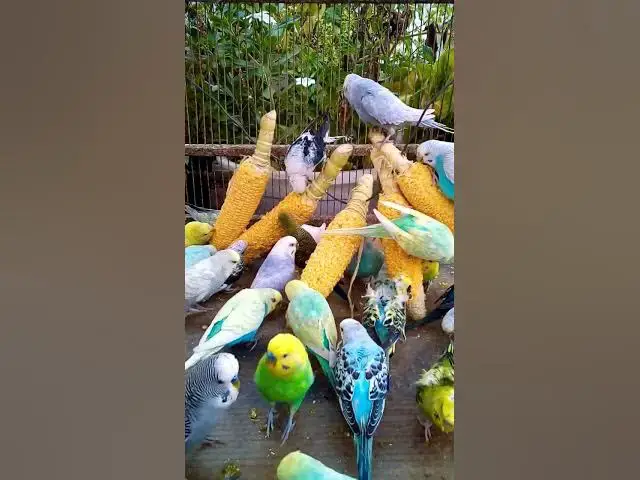 'Video thumbnail for 우리 새를 위한 채소 준비하는 방법 간단한 레시피! #birds #parrot #budgies #birdsounds #animals #새의 세계안녕하세요, {Inco 건강 상태 표'