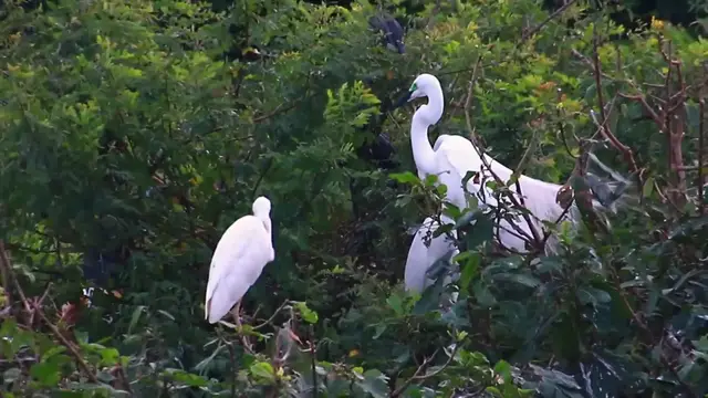 'Video thumbnail for Cute of white bird on nest'