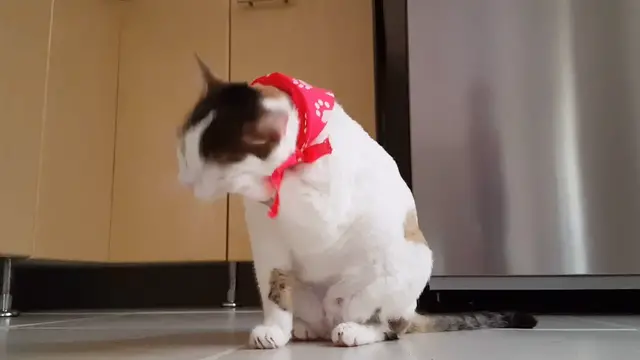 'Video thumbnail for Cat licking fingers'