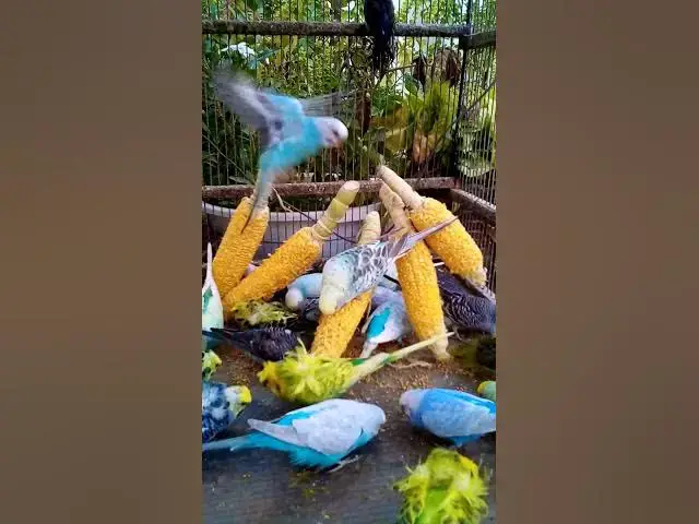 'Video thumbnail for 우리 새를 위한 채소 준비하는 방법 간단한 레시피! #birds #parrot #budgies #birdsounds #animals #새의 세계안녕하세요, {Inco 건강 상태 표'