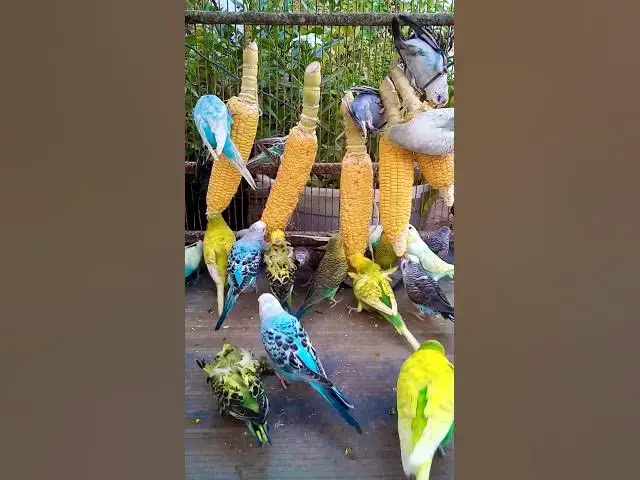 'Video thumbnail for 우리 새를 위한 채소 준비하는 방법 간단한 레시피! #birds #parrot #budgies #birdsounds #animals #새의 세계안녕하세요, {Inco 건강 상태 표'