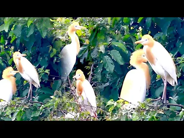 'Video thumbnail for Amazing of lake - New baby bird grownth a lot on nest | wild bird wait eat'