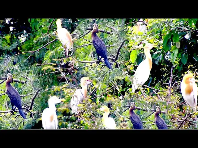 'Video thumbnail for Amazing of lake - The nest bird for live here & made nest for new baby here'