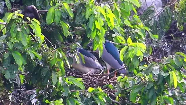 'Video thumbnail for Mother & Father bird on nest'