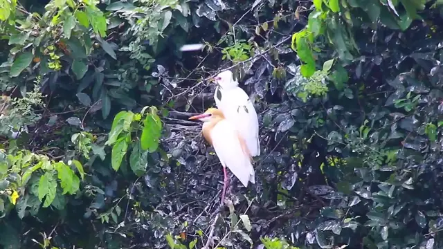 'Video thumbnail for All the bird nest here'