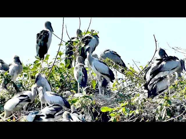 'Video thumbnail for Bird in lake at Avean in lake'