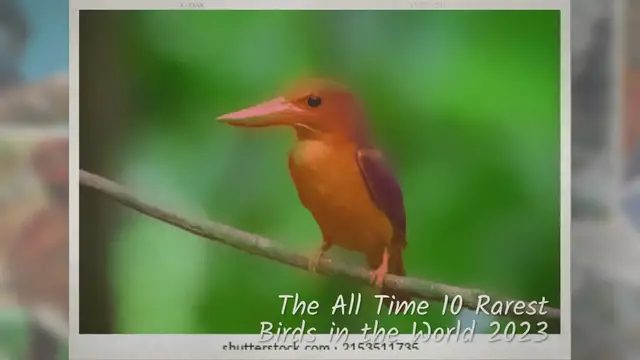 'Video thumbnail for All Time 10 Rarest Birds in the World 2023'