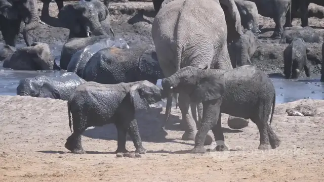'Video thumbnail for Meet The Animals 8_ Nature’s Most Amazin'