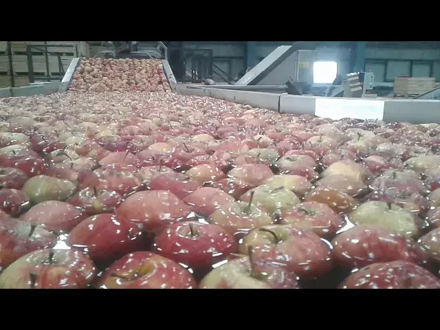 'Video thumbnail for Kashmiri Apple processing in cold storage.'