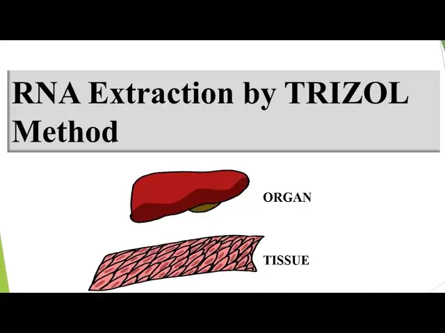 'Video thumbnail for RNA extraction by trizol method'