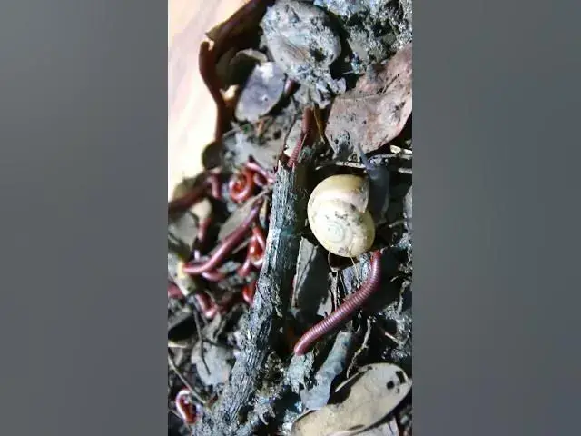 'Video thumbnail for Red Venomous Centipede'